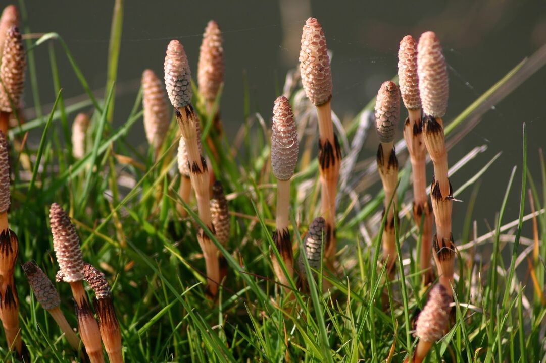 for the treatment of purulent cystitis