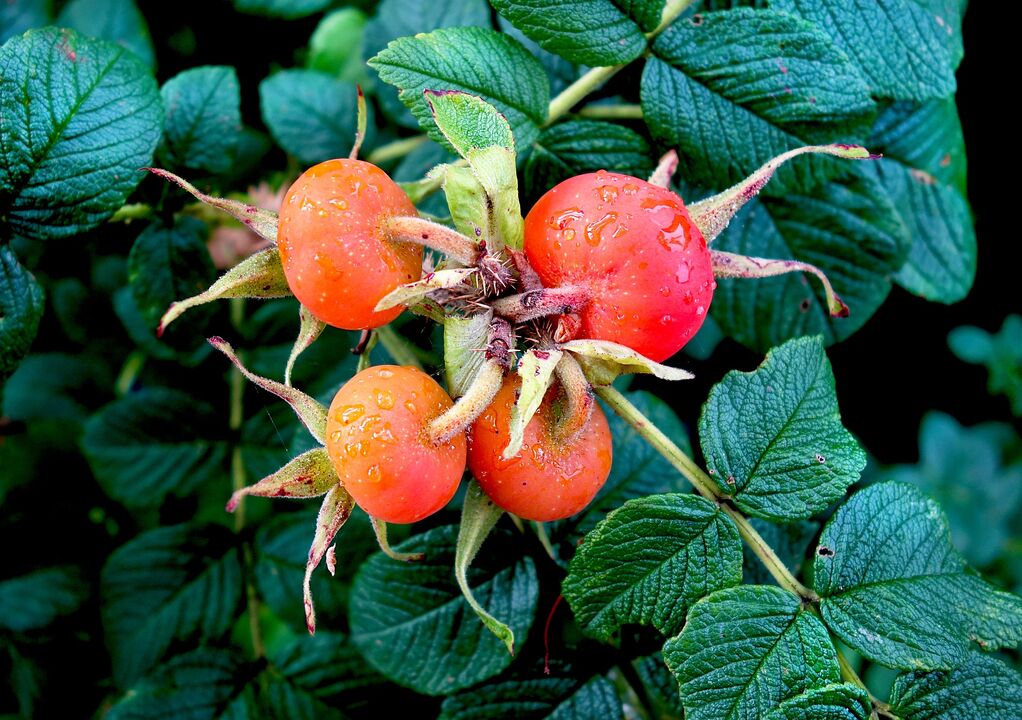 rosehip to treat cystitis